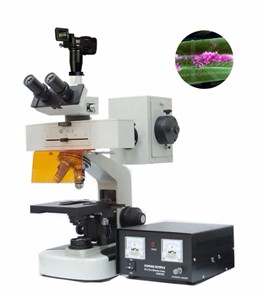 数码型荧光显微镜 TXM-100AD