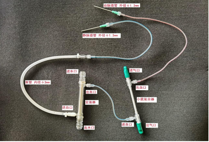 大鼠胚胎氧合变温器套包