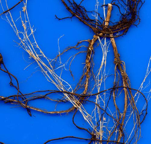 根系分析系统 WinRHIZO