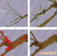 根系生长检测分析仪 GXY-A