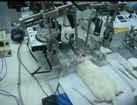 大小鼠脑立体定位仪 SI-I