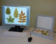 多用途叶面积仪 WinFOLIA