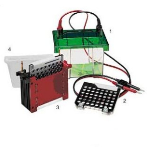 湿转电泳仪 Mini TBC