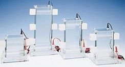 经济型垂直电泳槽 LITE